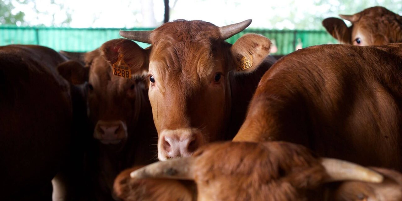 Distretti agroalimentari: record nell’export e Verona punta sempre di più sulla Germania. Exploit a doppia cifra per le nostre carni