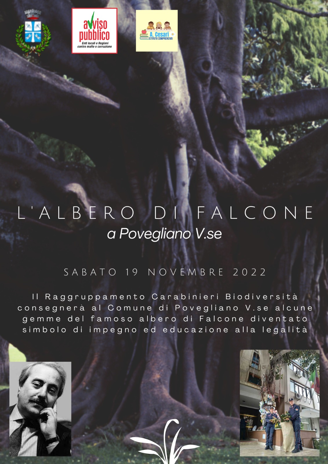 L’albero di Falcone a Povegliano Veronese