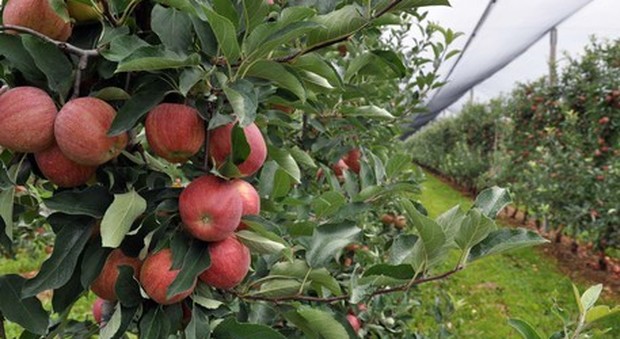 Crolla la produzione veronese di mele e pere a causa degli eventi climatici