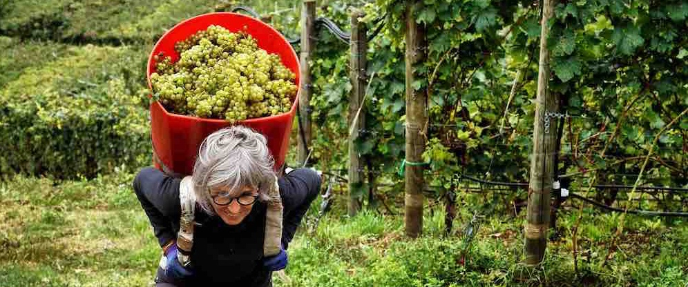 19 Vendemmia VallediCembra foto MagroneRomano