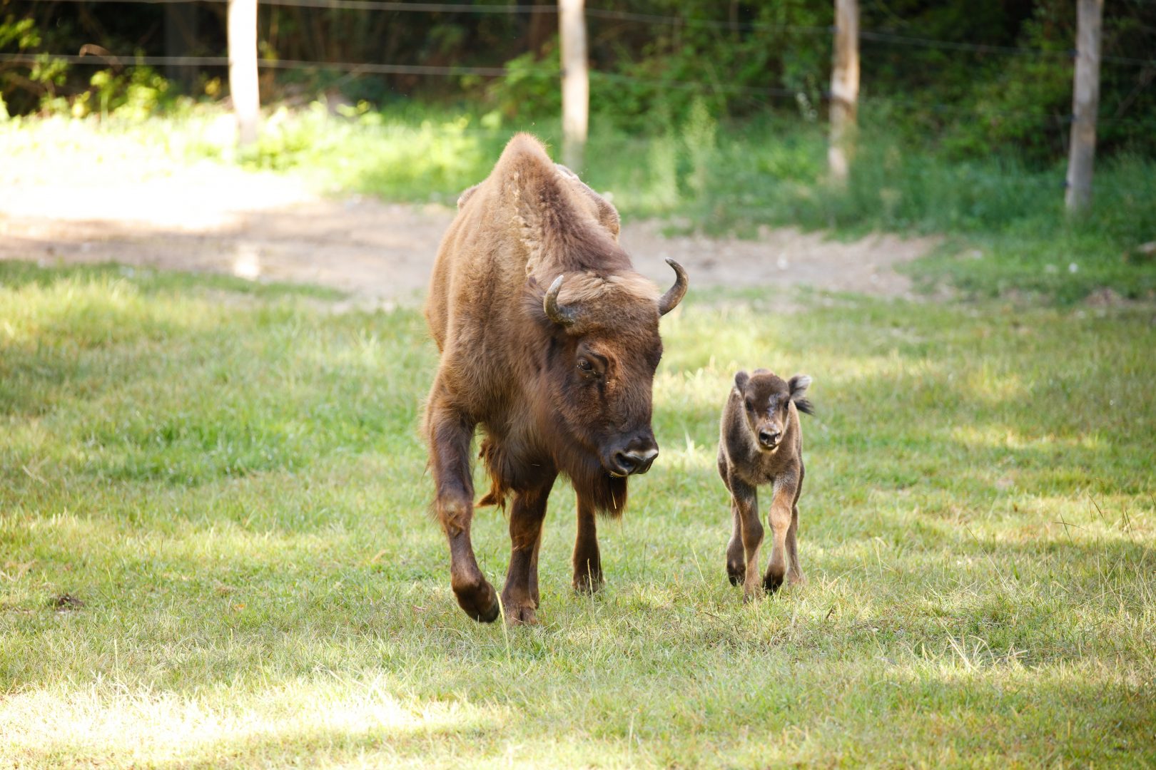 Si chiama come la Regina Elisabetta la ‘bisontina’ nata al Parco Natura Viva di Bussolengo