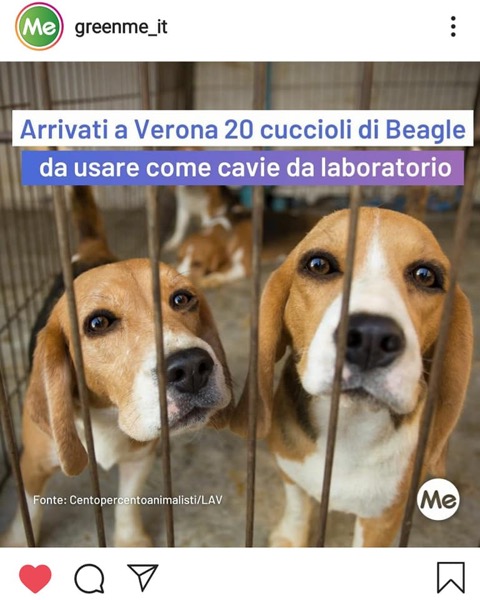 Beagle alla Aptuit: anche il Comune chiede informazioni alla Ulss 9 Scaligera sulla detenzione e la sperimentazione