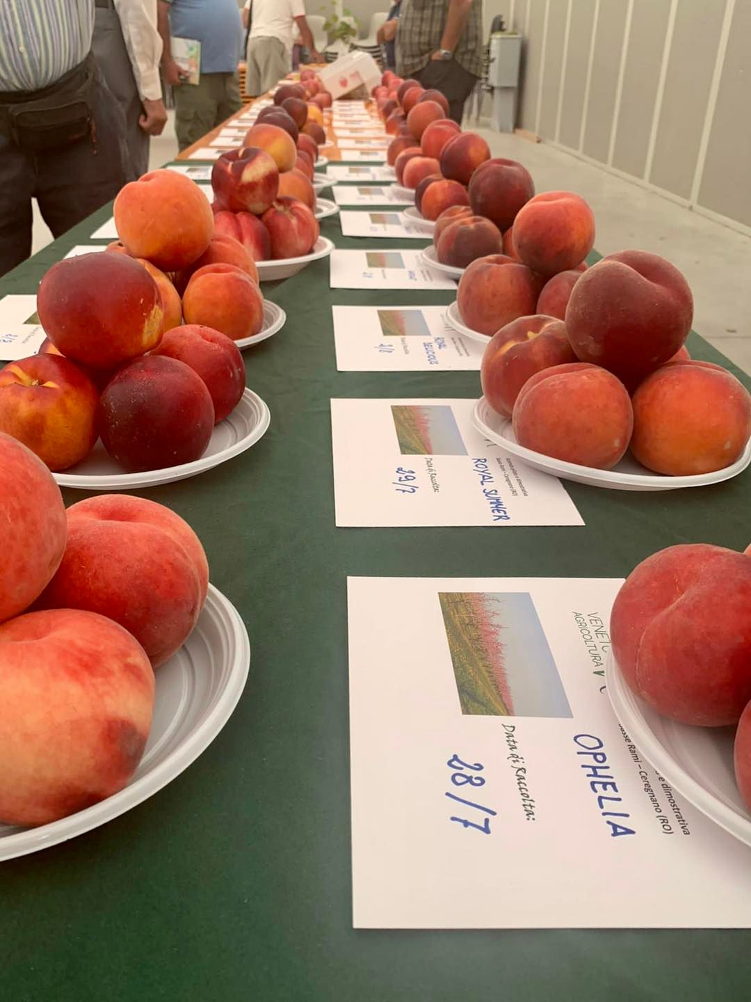 Inaugurata al Mercato ortofrutticolo di Sommacampagna e Sona la mostra delle pesche nettarine