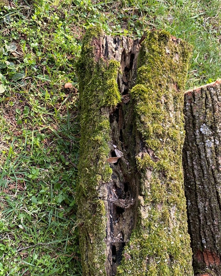 Valeggio ha cura dei propri alberi. Un patrimonio da conservare per la salute e per l’ambiente