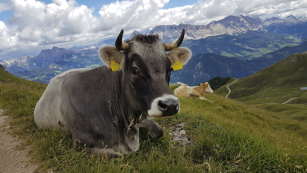 Latte, rallenta la caduta del prezzo, ma siamo lontani dalle quotazioni 2019