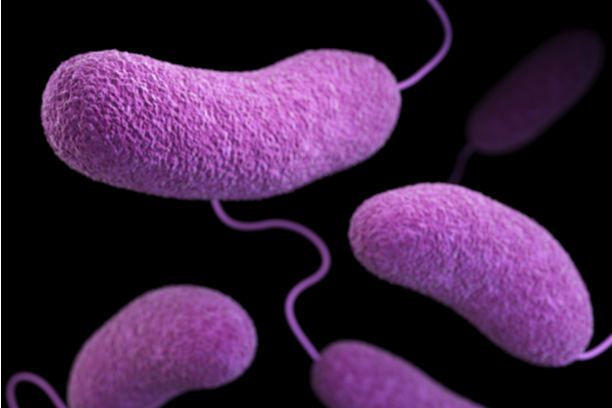 Citrobacter: anche l’ex DG dell’ospedale di Verona Cobello fra i sette indagati