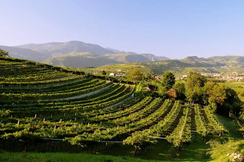 Cortina. evento top consorzio valpolicella