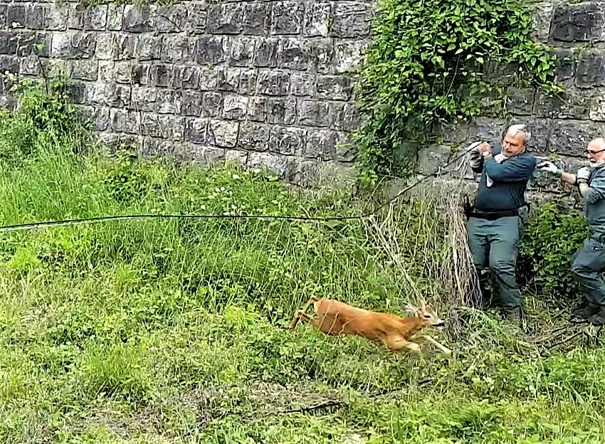 Polizia provinciale, salvati tre caprioli rimasti intrappolati a Pigozzo