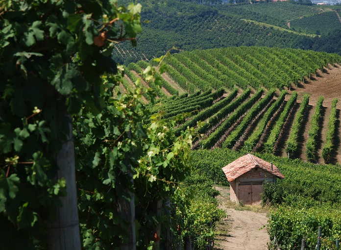 La magia della vendemmia coi colori della Barbera, il vino che batte la pandemia