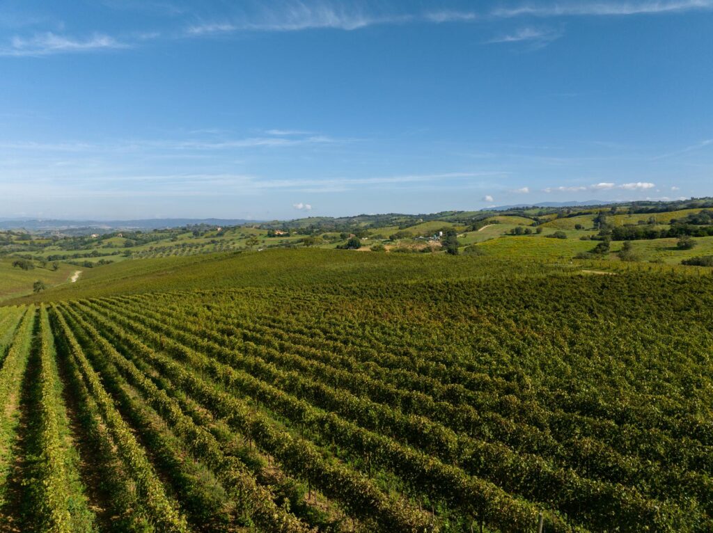 DOC MAREMMA TOSCANA Vigne Zona Preselle 2