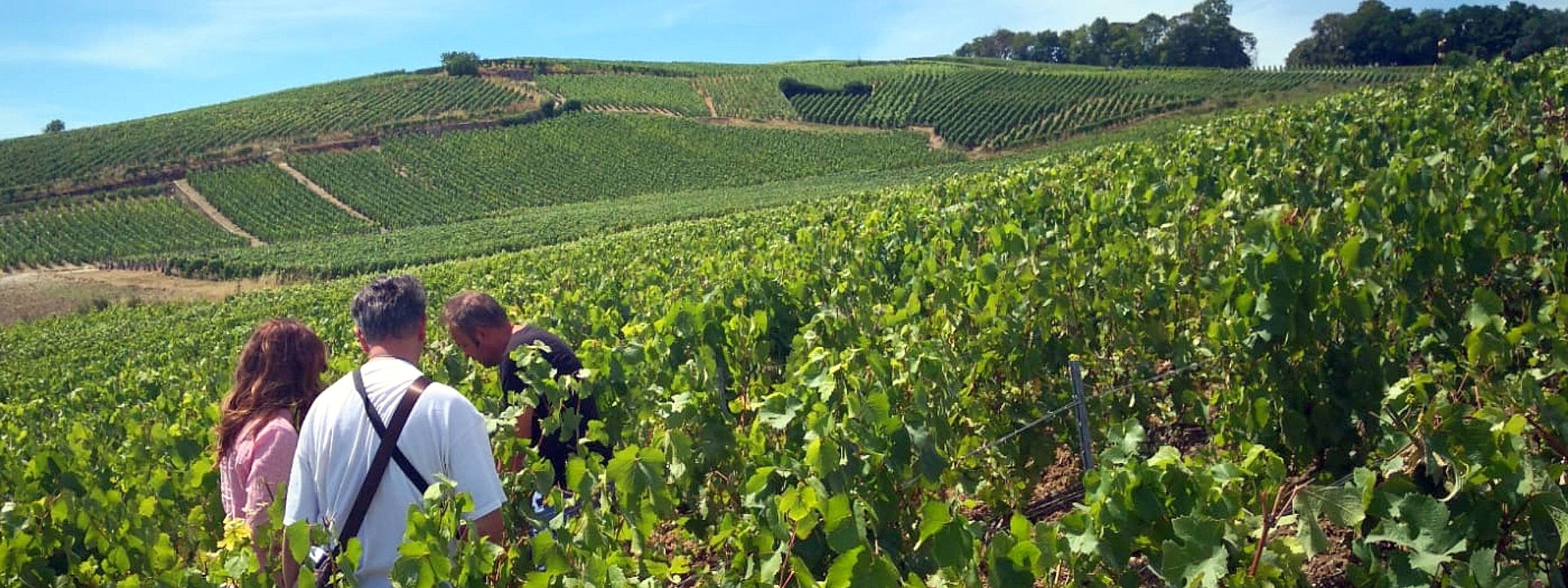 Enoturismo, imprese veronesi in corsa per “Best of Wine”: un concorso per promuovere il territorio in tutto il mondo