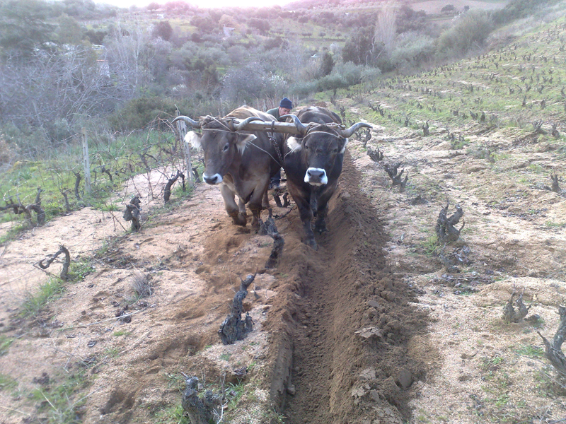 Dalla Sardegna all’Alto Adige, sette vini da bere per un viaggio nel tempo