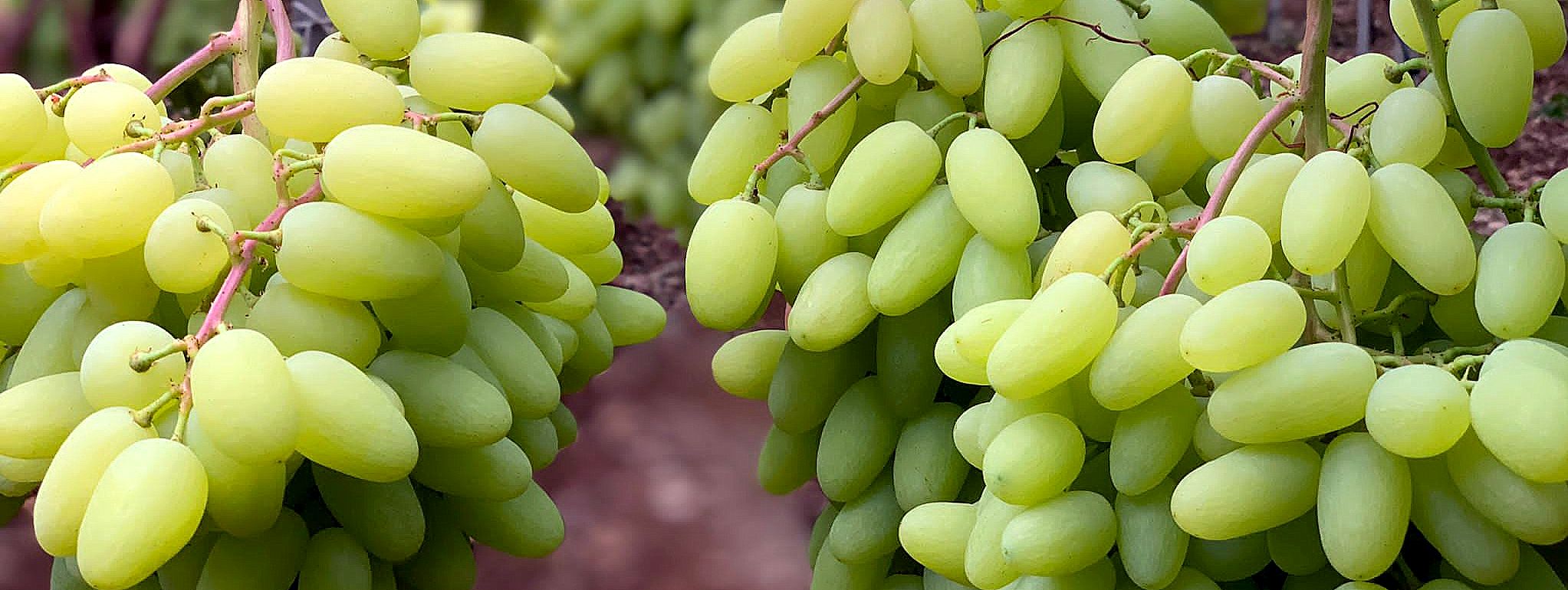 Il clima sta trasformando la geografia della frutta italiana: i kiwi “migrano” a sud, arrivano avocado e uva senza semi