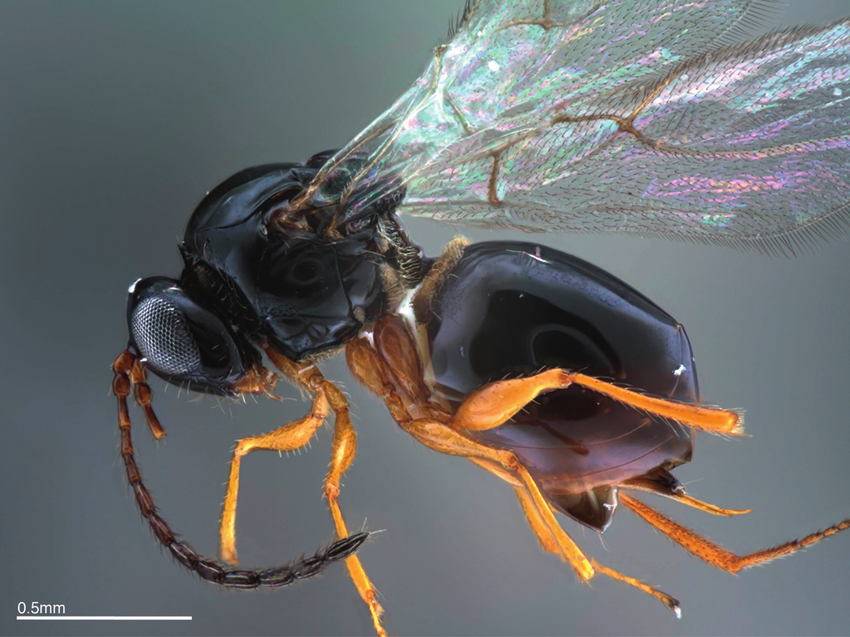 Ganaspis brasiliensis, così spezzeremo le reni alla Drosophila Suzukii