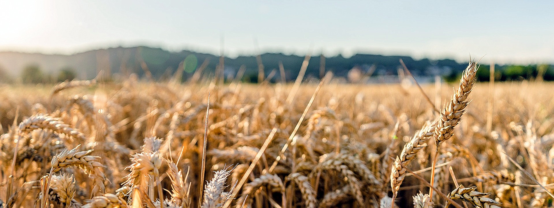 K-Adriatica e Agroservice leader per le sementi da grano. Risposta concreta alla crisi creata dalla guerra in Ucraina