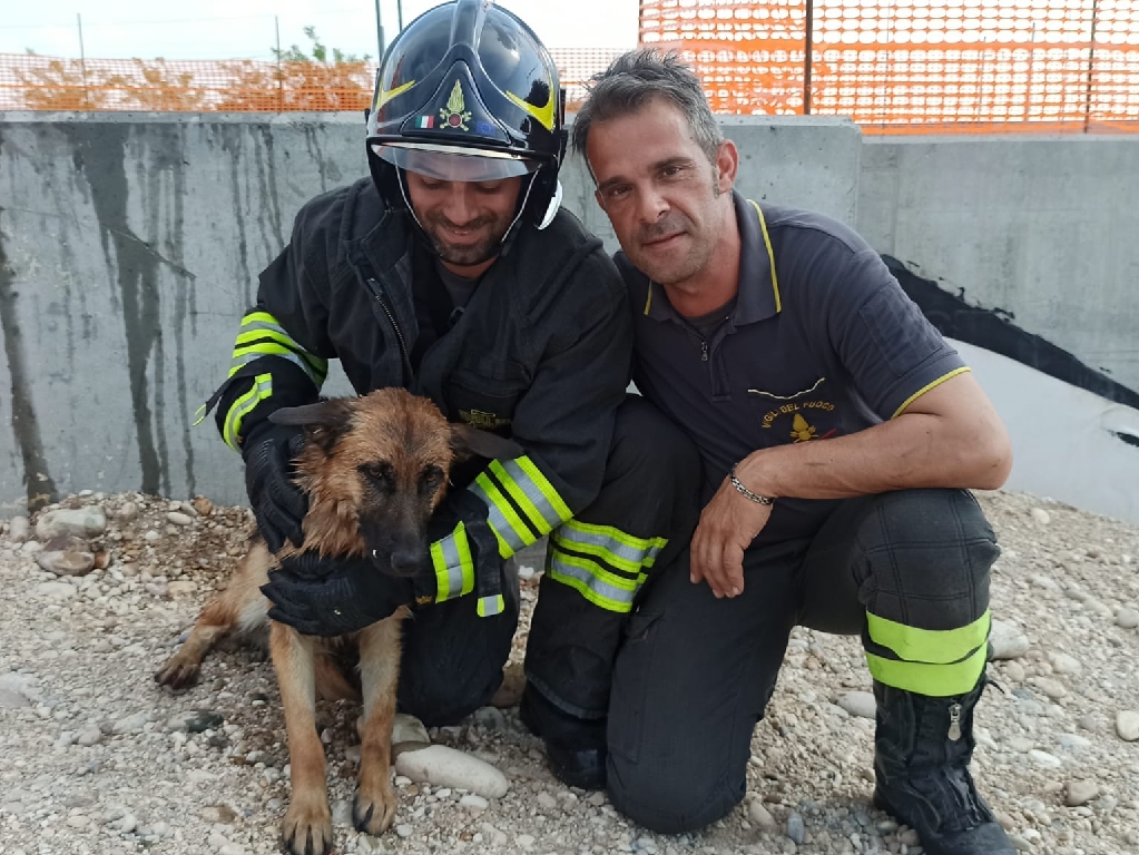 Pastore tedesco cade nel canale Sommacampagna, salvato dai vigili del fuoco