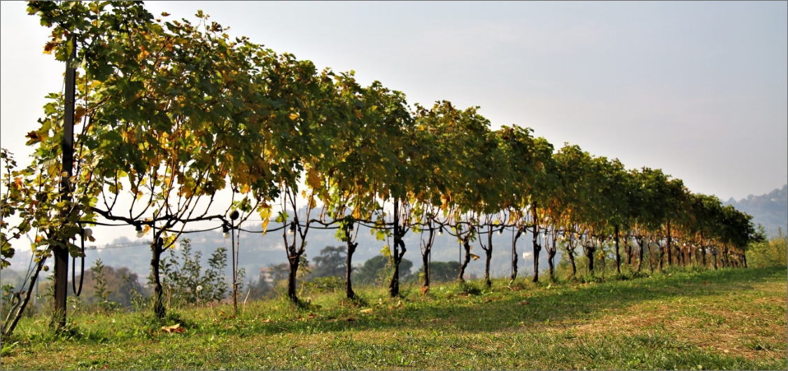 I giovani agricoltori puntano sempre più sulla vite. E quindi sul vino.