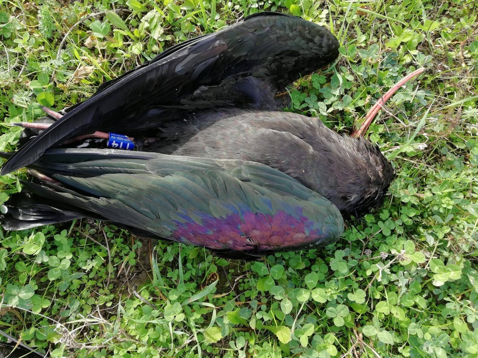 Bracconieri scatenati, sono sei gli Ibis eremita abbattuti illegalmente. L’appello di Cesare Avesani Zaborra (Parco Natura Viva)