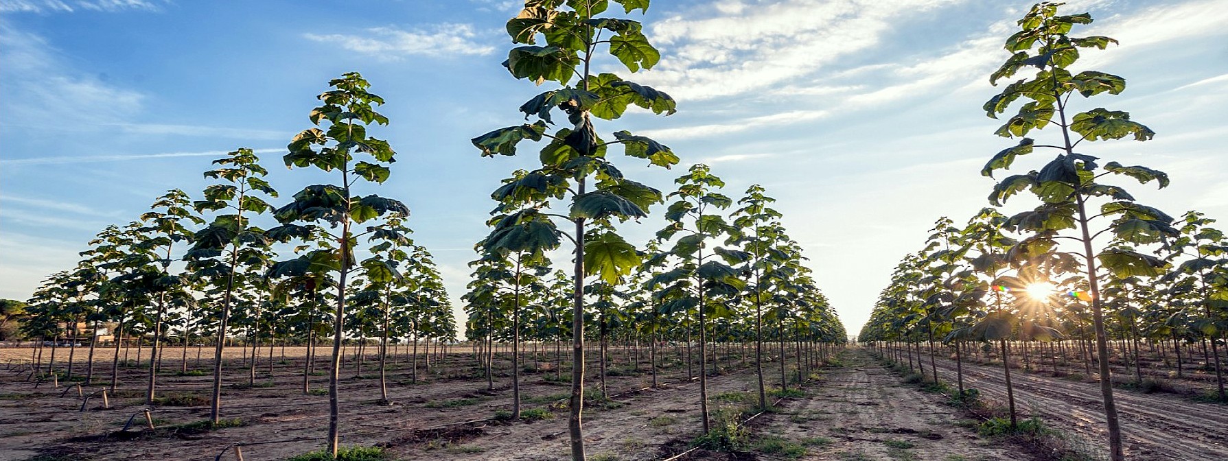 Anche a Sorgà sta crescendo una “foresta sostenibile”: dalle Paulownia di Logistica Uno un aiuto al territorio