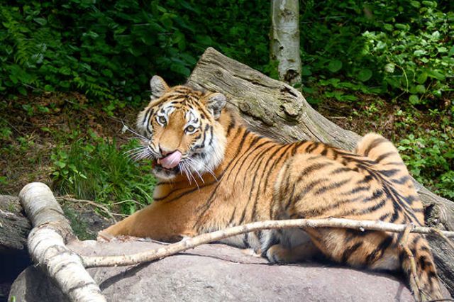 Sono nati 3 piccoli di tigre siberiana al Parco Natura. In meno di 500 nell’estremo oriente russo, non nenascevano in Italia dal 2004