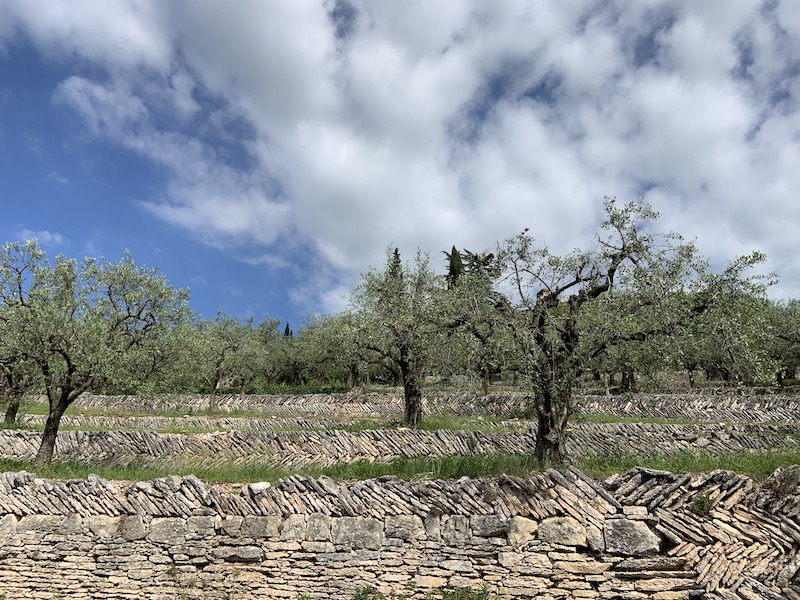 Le colline terrazzate della Valpolicella storica nel registro nazionale dei paesaggi rurali storici, prossimo passo diventare sito GIAHS