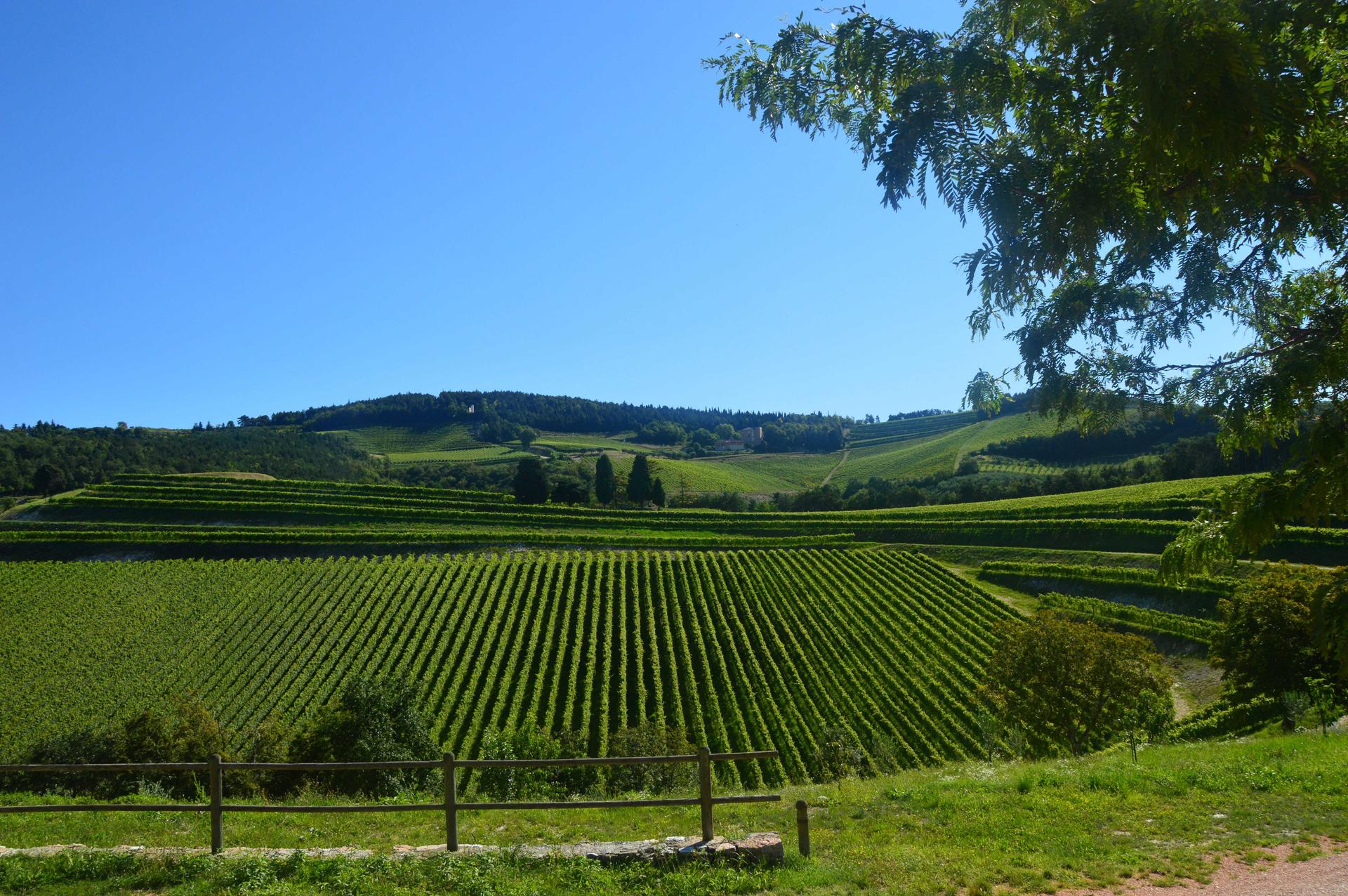 Monte Olmi, La Fabriseria, Maternigo: Tedeschi apre ai winelover i suoi cru