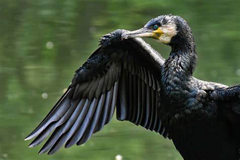 Invasione di cormorani sul Garda, la fine del banchetto è vicina