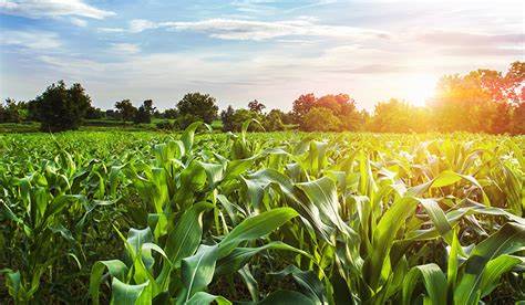 Allarme Cia: mais, produzione in calo per il maltempo. E salgono i prezzi della soia