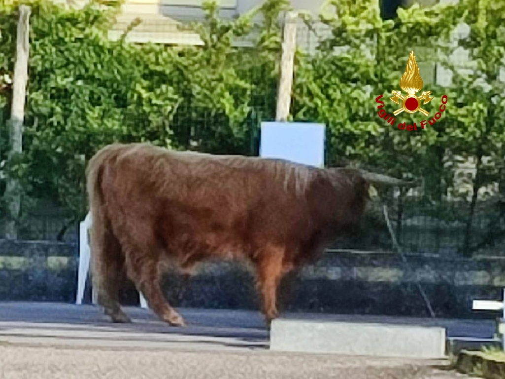 “Encierro” a Lazise, un toro scappa per strada seminando il panico. Catturato in serata dai Vigili del fuoco