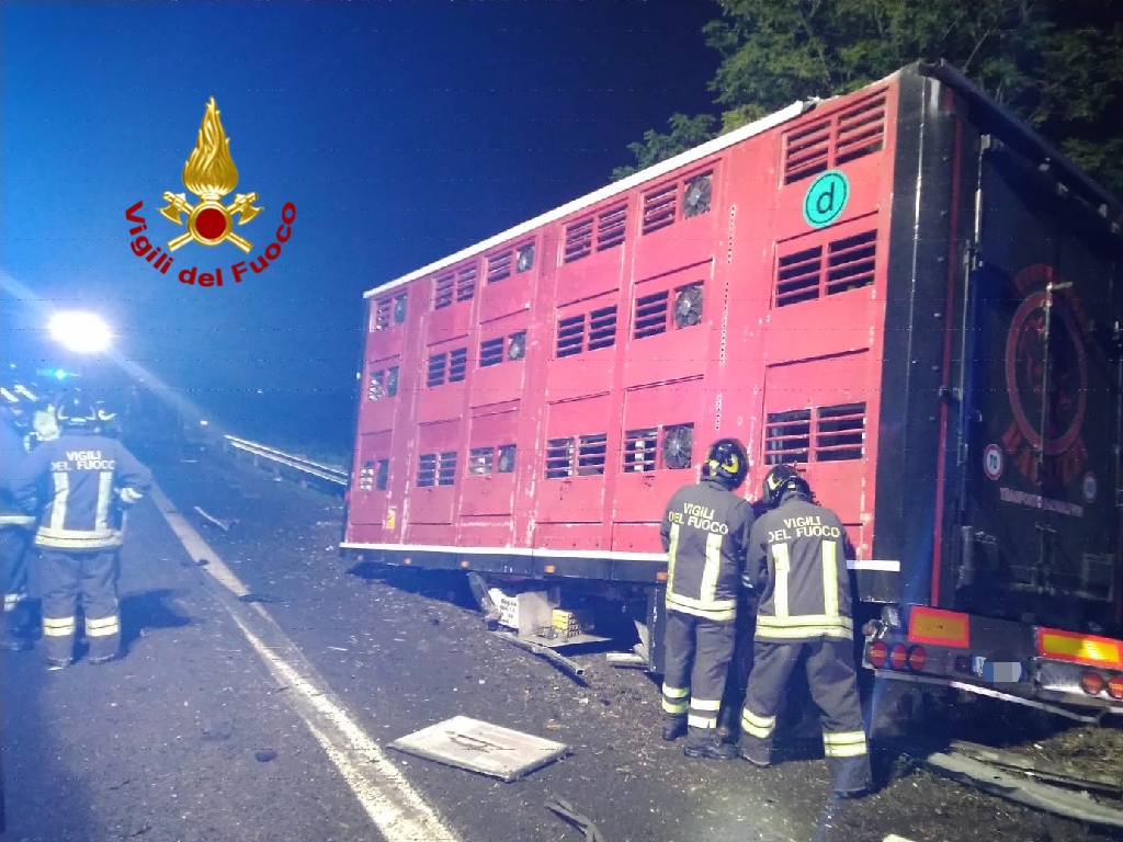 Si ribalta nella notte un camion carico di vitelli, Autostrada chiusa fra Verona Est e Sud sino a questa mattina