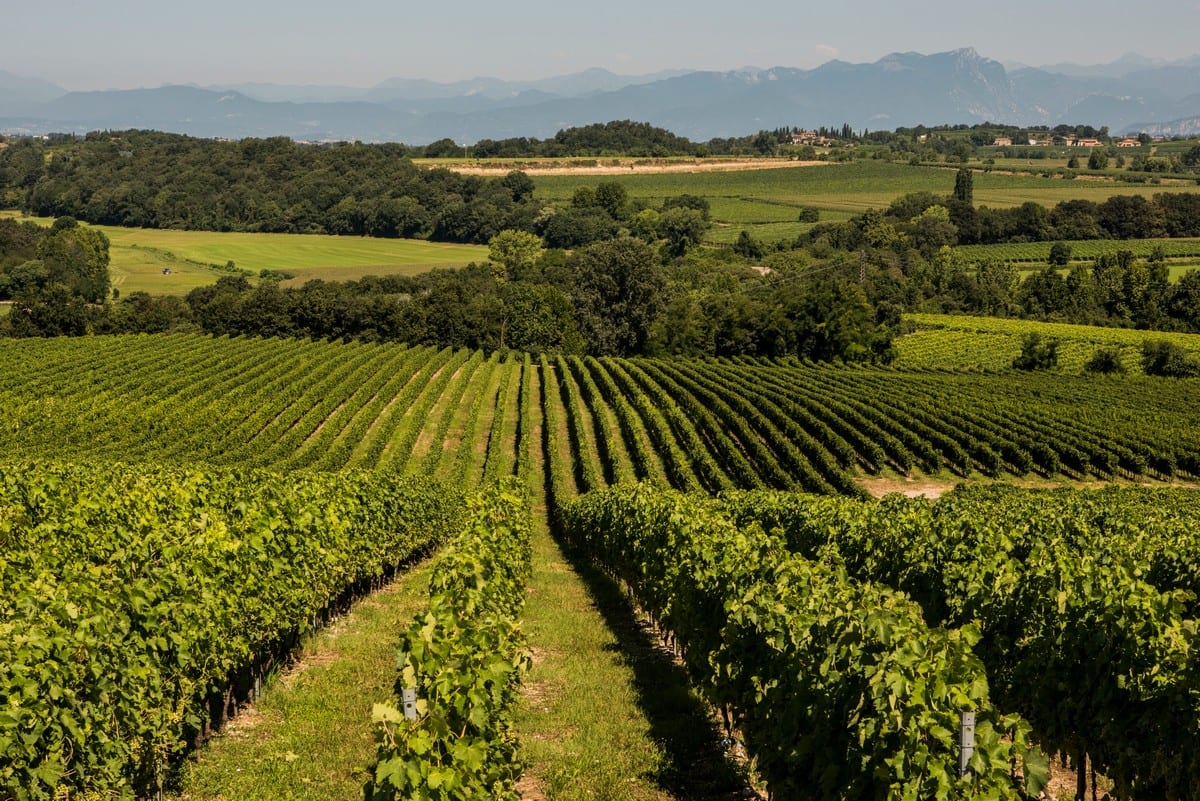 Distretti agroalimentari: a marzo l’export del vino veronese fa più 19.4%, ma cede quello delle carni