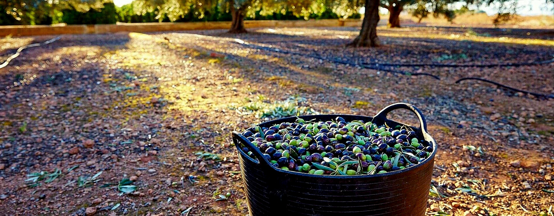 Olio, crolla la produzione al Nord: il Garda rischia un -80%. Bene il Sud, vola il Portogallo. A ottobre in Fiera Sol&Agrifood