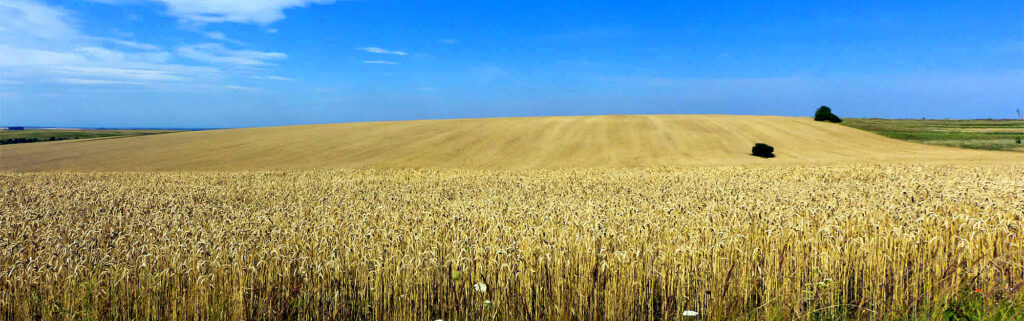 Ucraina Agricoltura