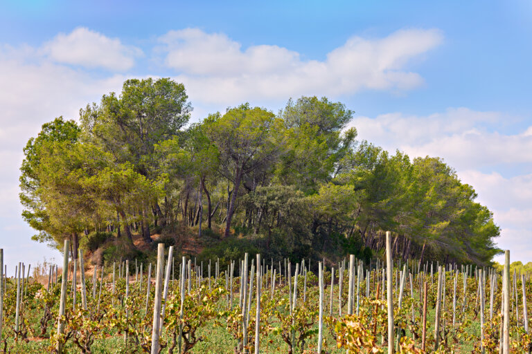 Enoteca 1999, Recaredo conferma la capacità del Penedès di produrre grandi metodo classici