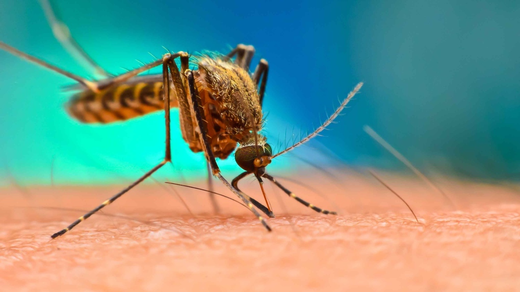 Allerta dengue in porti e aeroporti. E lotta alle zanzare