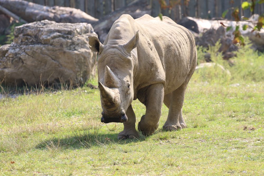 Parco Natura Viva, si è spento il più anziano esemplare di rinoceronte bianco in cattività: aveva 54 anni
