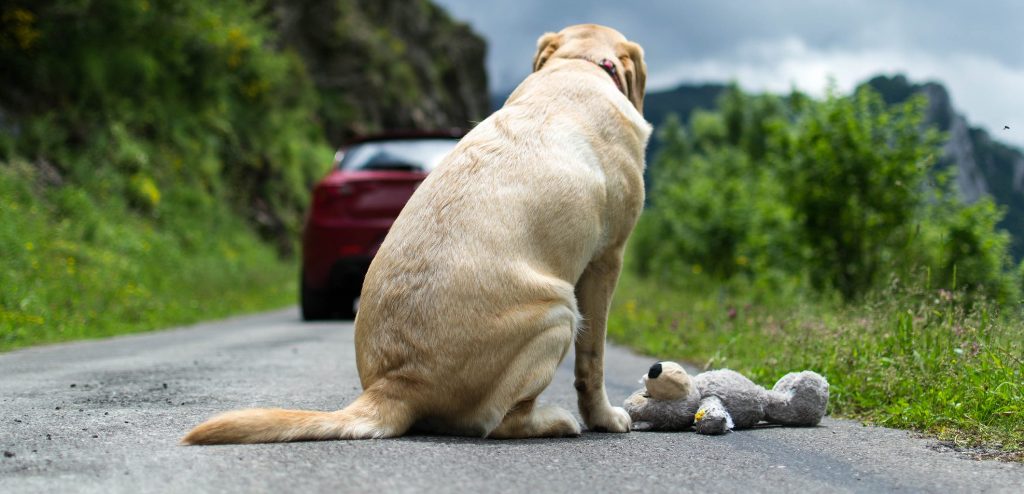 Report sulle Guardie Zoofile sul maltrattamento e l’abbandono degli animali