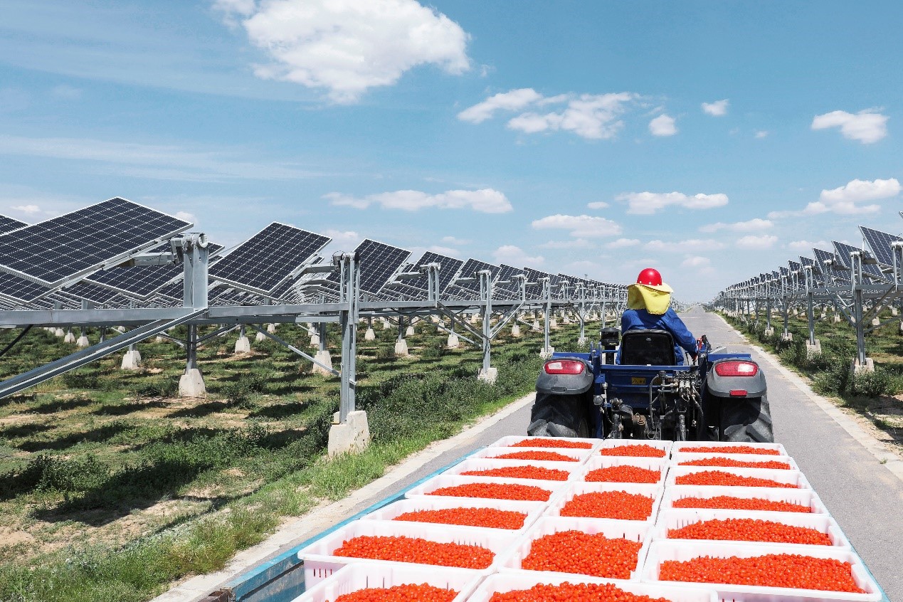 Fotovoltaico: i produttori biologici dicono no ai nuovi  impianti a terra