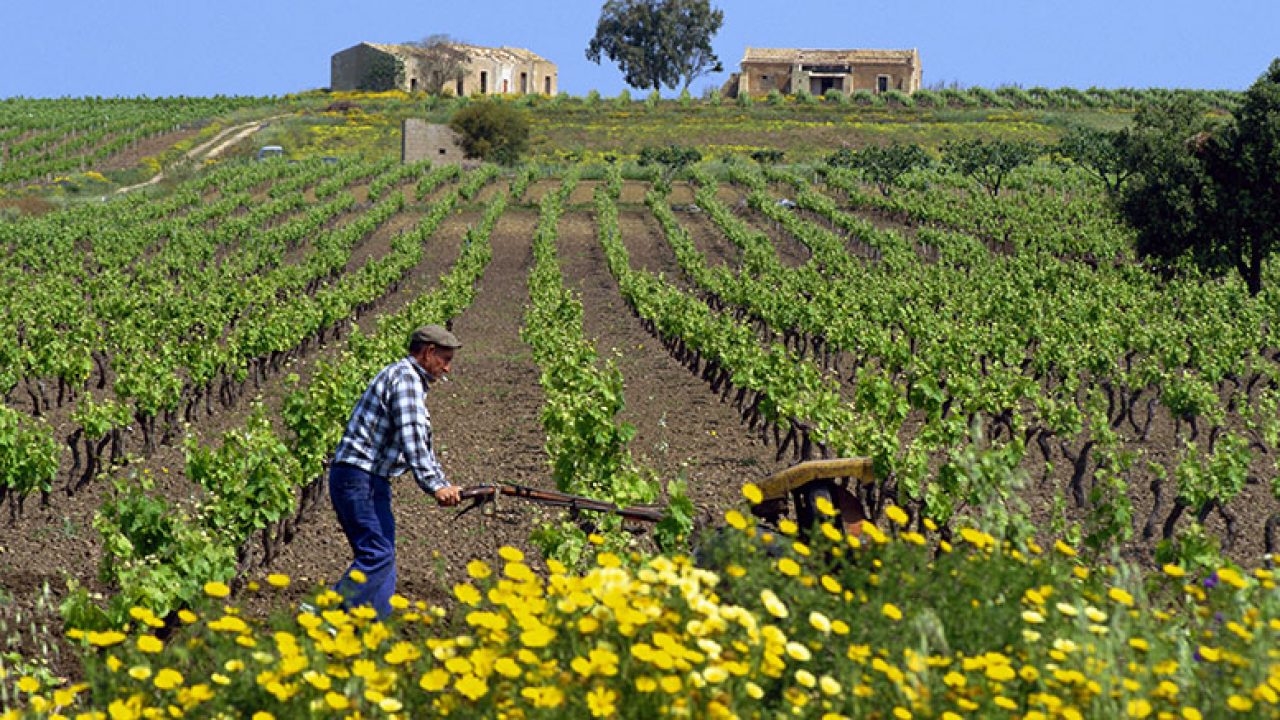 L’agricoltura opportunità di lavoro. Evento organizzato dal Comune e Coldiretti 