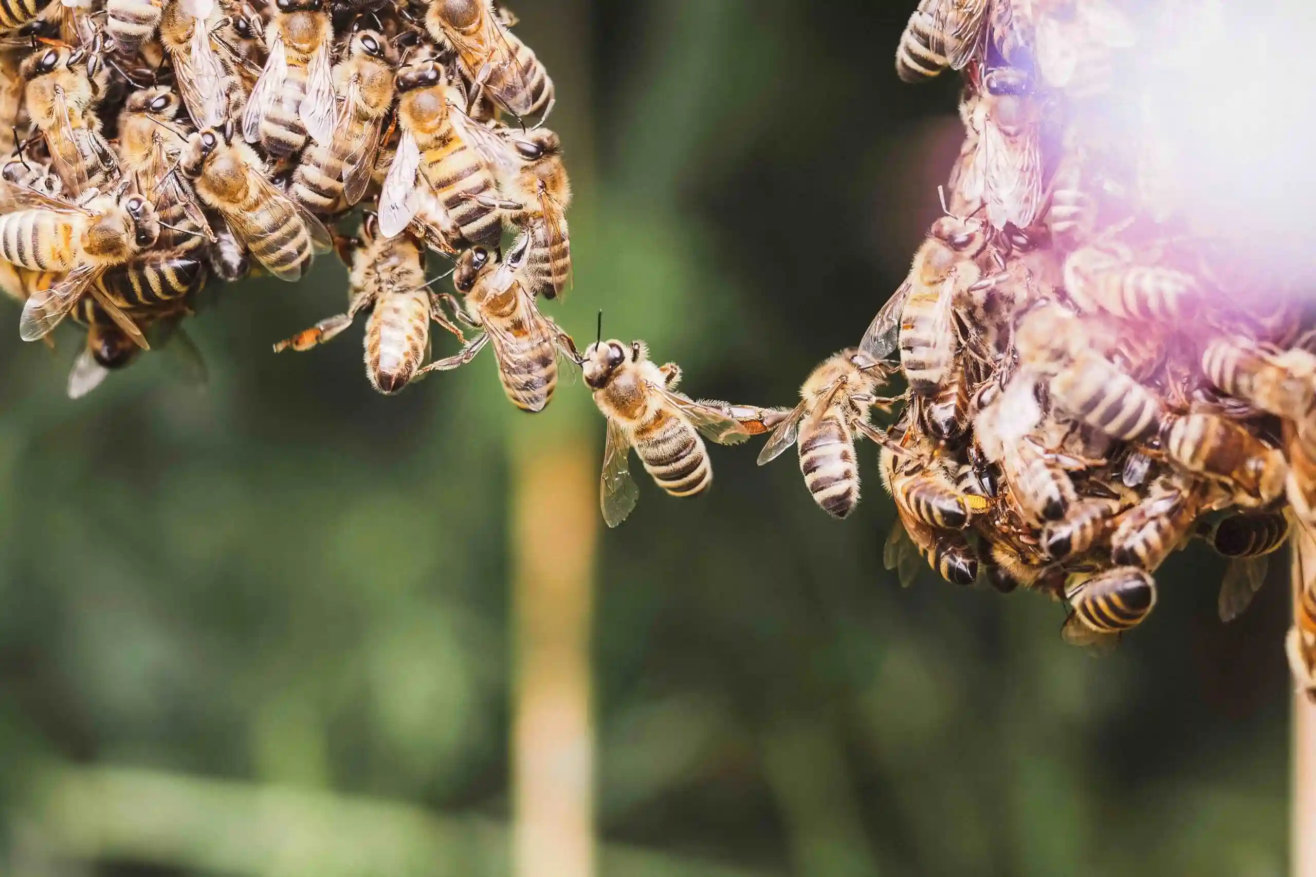 Le api in città. Il progetto ‘A testa in su’ di apicoltura urbana