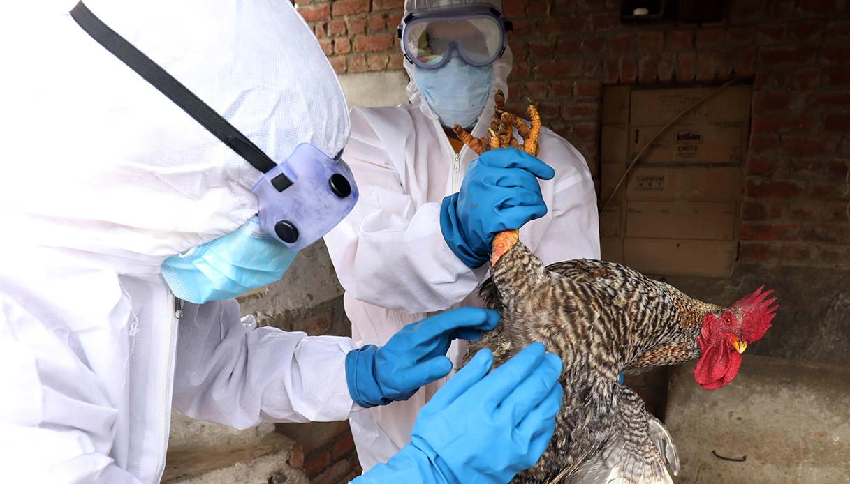 Aviaria, Borchia richiama l’Europa (che ha bocciato il piano vaccini) al sostegno agli allevatori colpiti dalla pandemia