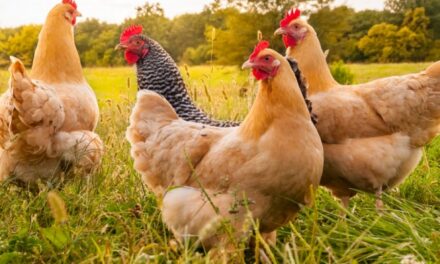 Carni avicole e uova. Il settore torna ai valori pre-pandemici del 2019 e le prospettive sono stabili e confortanti.