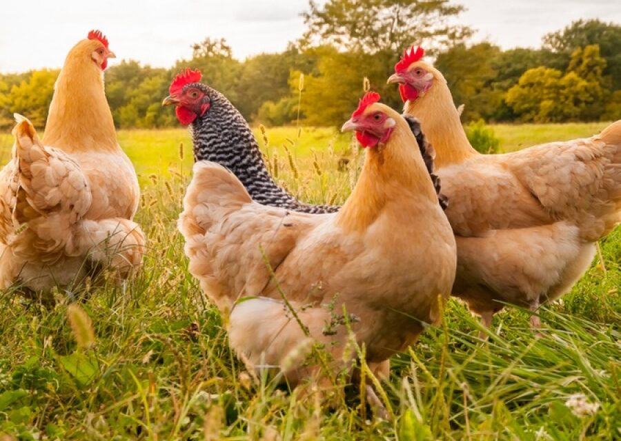 Carni avicole e uova. Il settore torna ai valori pre-pandemici del 2019 e le prospettive sono stabili e confortanti.