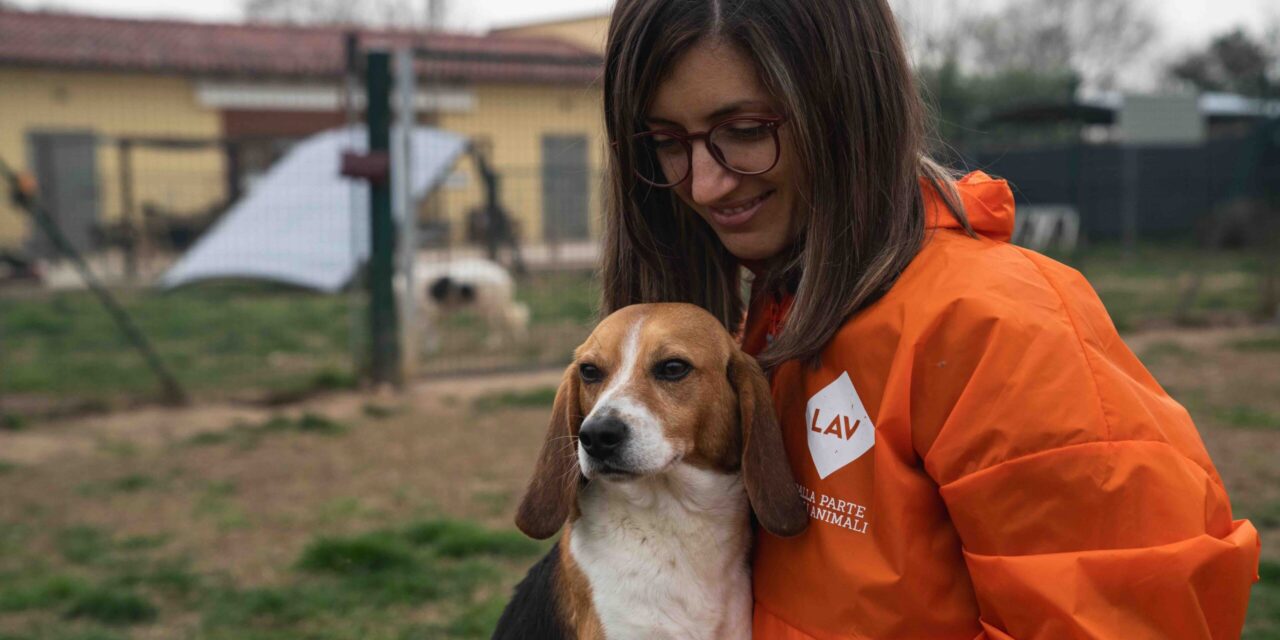 Sospesa la sperimentazione su 2000 Beagle di Aptuit. Vittoria storica per la LAV