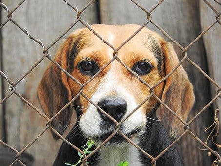 Arrivati a Verona 20 cuccioli di Beagle. Faranno le cavie all’Aptuit