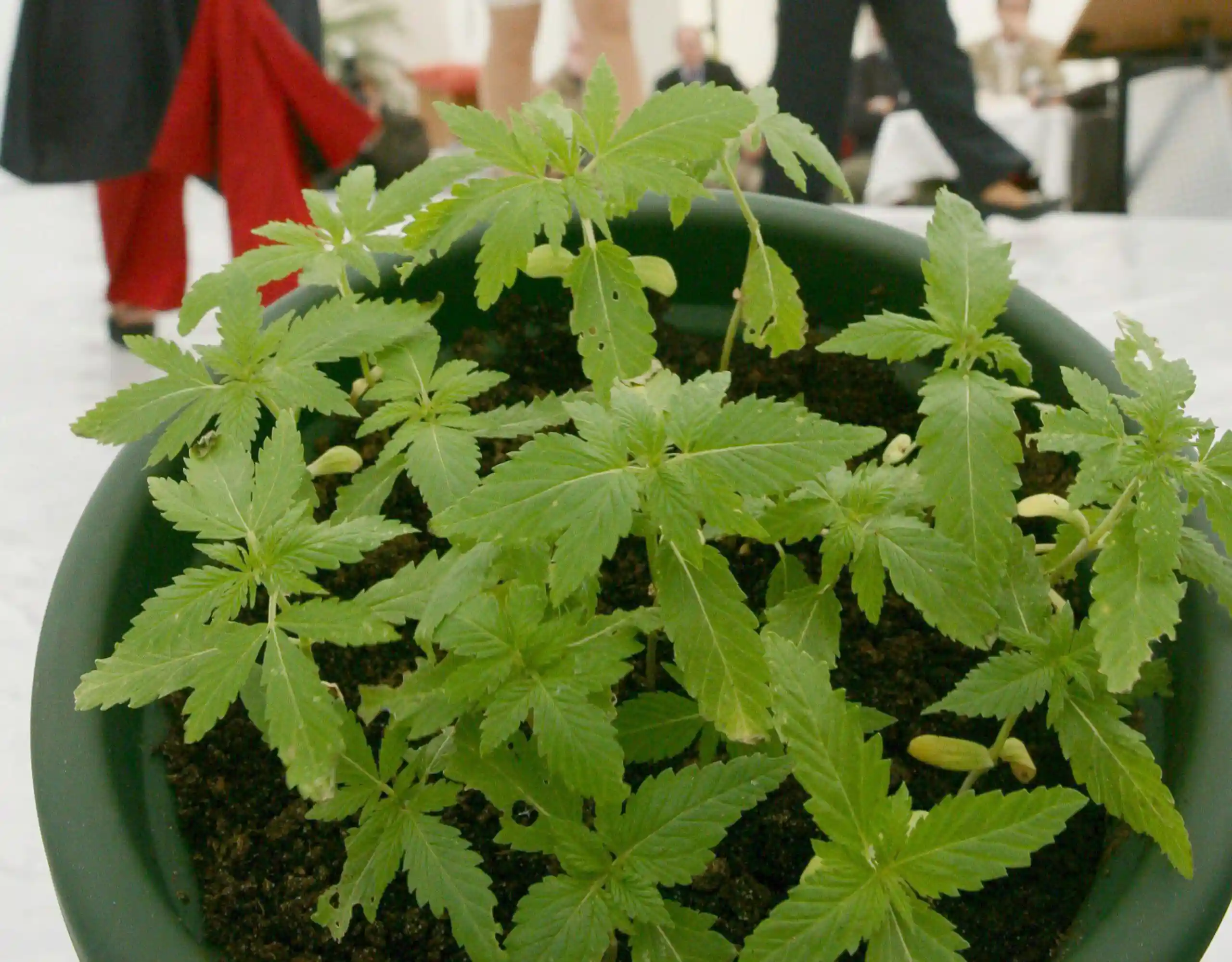 In aula alla Camera la legalizzazione della cannabis. Sul terrazzo si potranno tenere fino a 4 piante. Ma mancano ancora diversi passaggi per lo spinello libero 