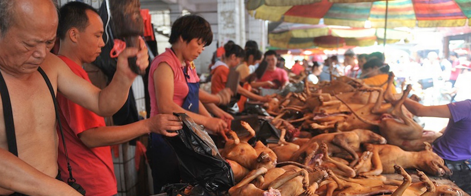 In Corea del Sud sarà vietato mangiare i cani
