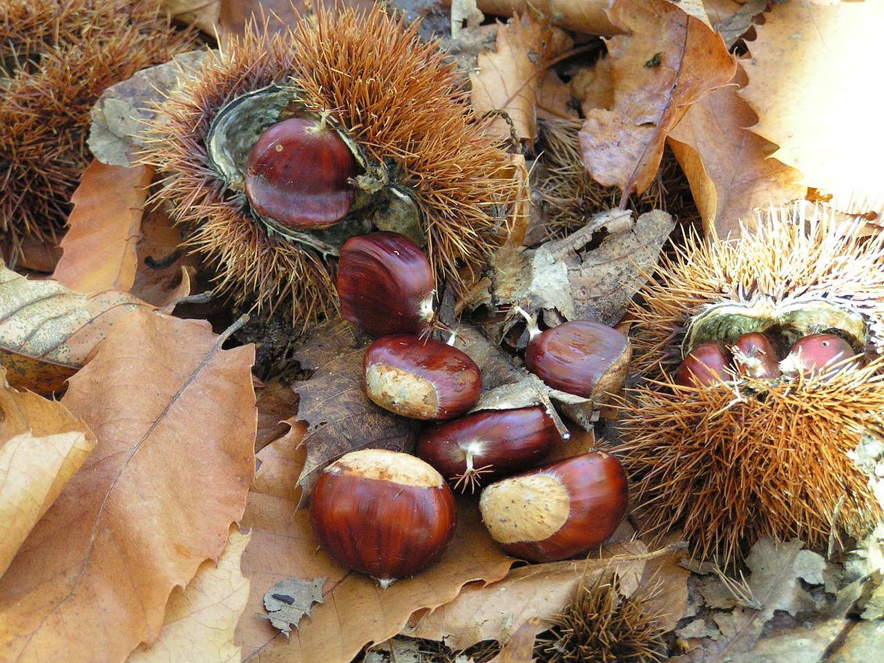 Il Covid blocca il Marrone DOP del Monte Baldo, ma non le sue virtù