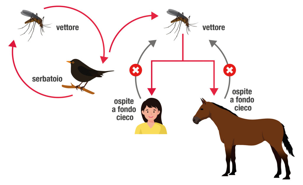 ciclo wnv usutu