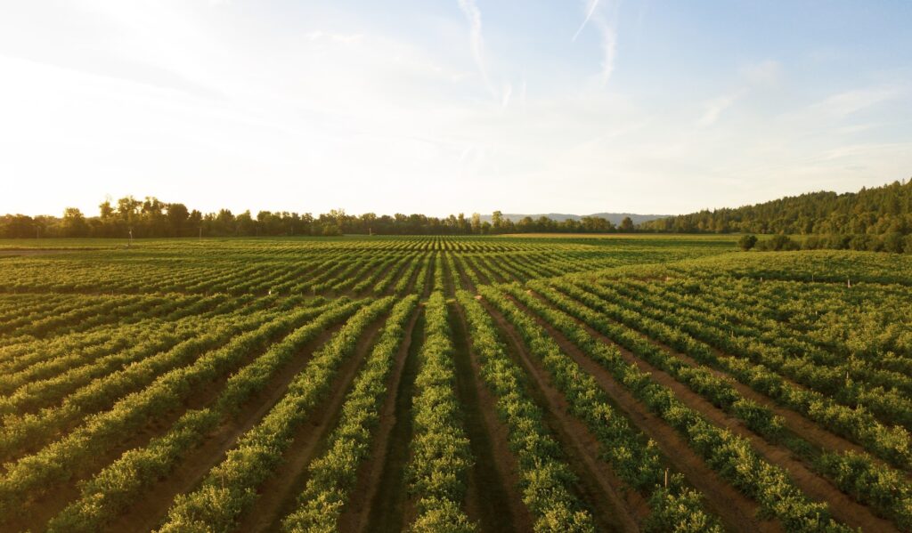 Verona  capitale dell’agricoltura. Ma in Veneto non conta 